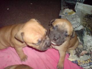 krakkaz and indy when we got em