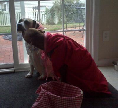 Little Red Riding Roo and Grandmother