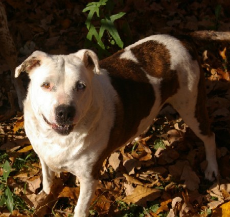 amstaff mix