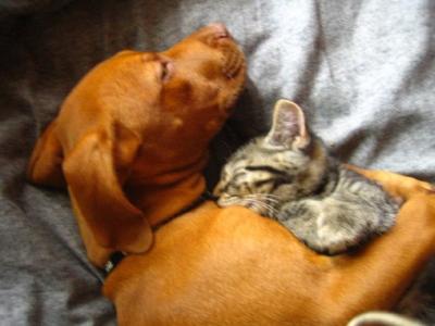 Daisy and her cousin Charlie the cat