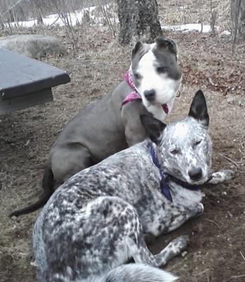 Novah with our australian cattle dog