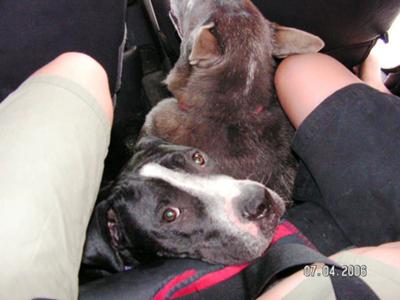 Jeep Back Seat containing 2 dogs and 2 teenagers... Snug.