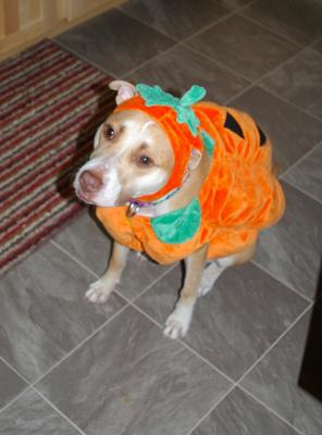 pumpkin pitbull