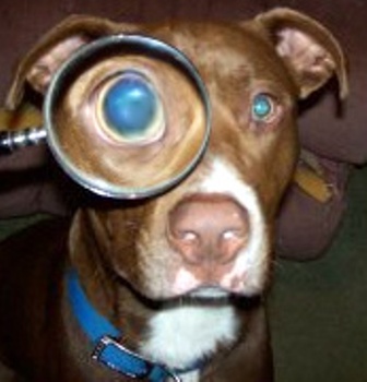 inspector sampson