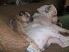 Camouflage and her daddy Moon Dawg