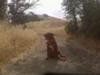 Tyty on his hike.