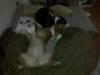 Aston and Delilah alseep
