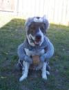 Is it a dog or a squirrel?