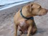 Sandy dog.