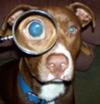 inspector sampson
